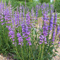 Penstemon, Rocky Mountain #1