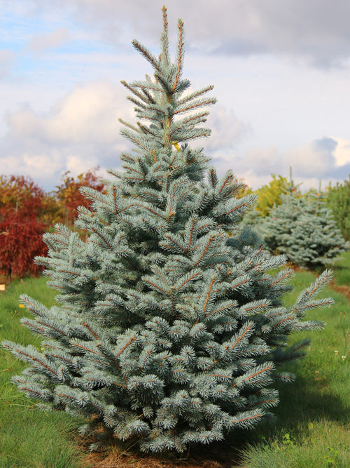 Baby Blue Eyes Spruce (Picea pungens glauca 'Baby Blue Eyes' .)