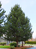 Austrian Pine (Pinus nigra)