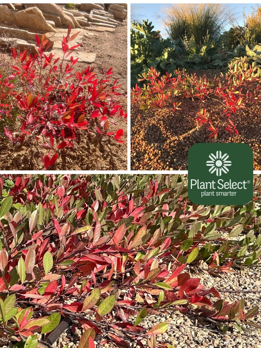 Sand Cherry, Flatiron