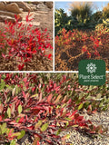 Sand Cherry, Flatiron