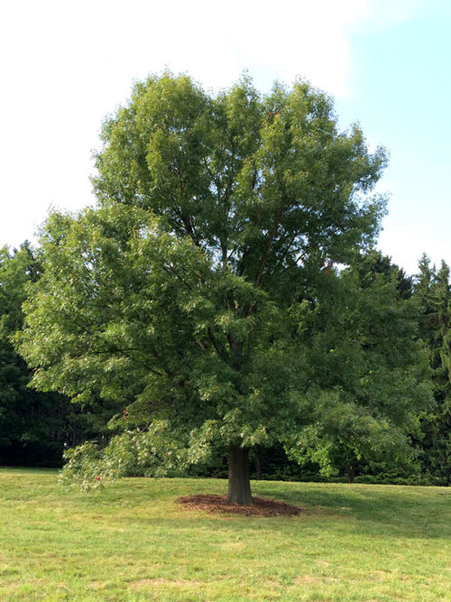 Bur Oak (Quercus macrocarpa)