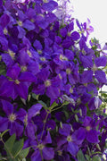 Jackmanii Superba Clematis #1