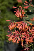 Dropmore Scarlet Honeysuckle #1