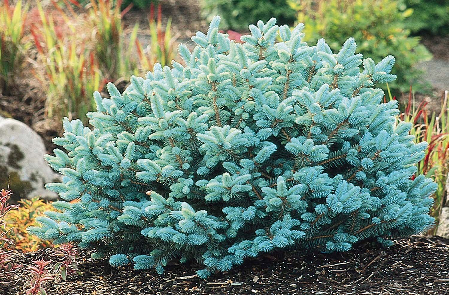 Globosa Spruce (Picea pungens glauca 'Globosa')