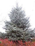 Hoopsii Spruce #10