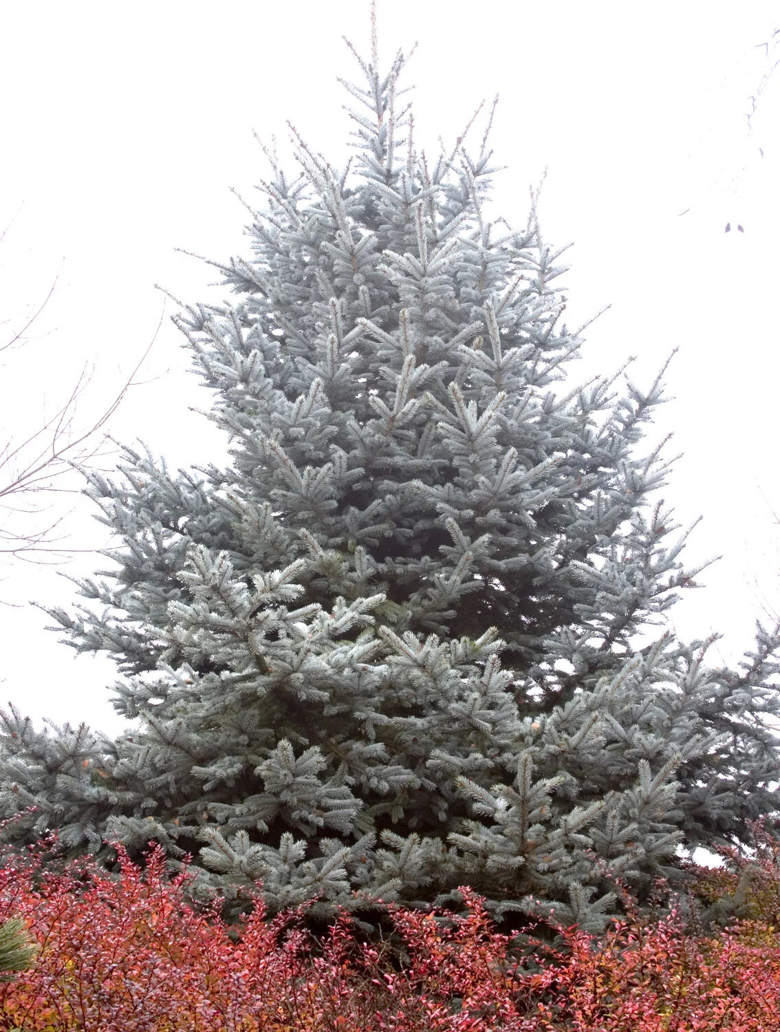 Hoopsii Spruce #10