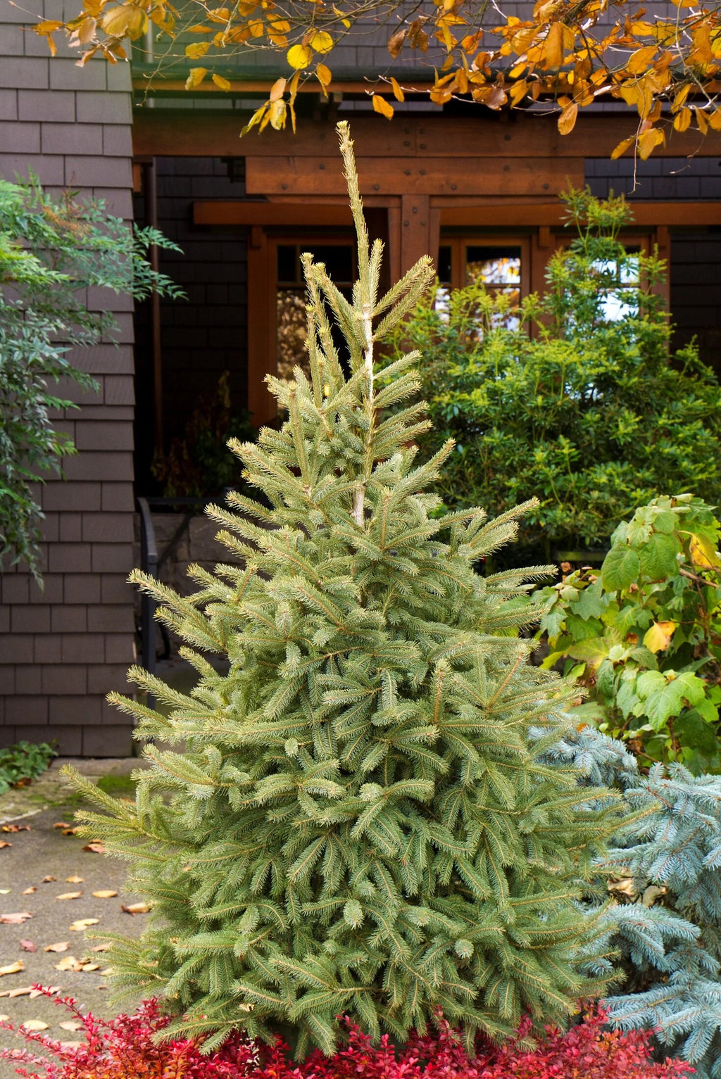 Black Hills Spruce #2 15"-18" cg lo