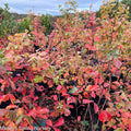 Sumac, Gro-Low #5