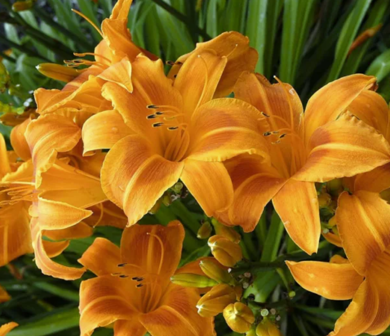 Daylily, Rocket City (Orange)