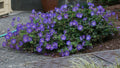 Geranium, Rozanne, Cranesbill, blue #1