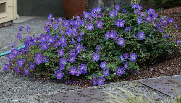 Geranium, Rozanne, Cranesbill, blue #1