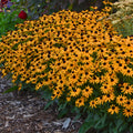 Little Goldstar Black Eyed Susan (Rudbeckia fulgida 'Little Goldstar' PP22397)
