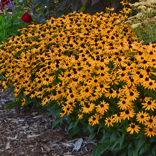 Little Goldstar Black Eyed Susan (Rudbeckia fulgida 'Little Goldstar' PP22397)