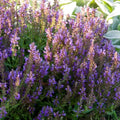 Salvia nem Marcus® -violet purple   Ct  #1
