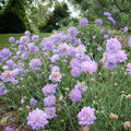 Pincushion Flower, Butterfly blue #1