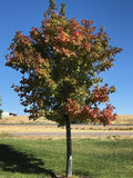 Sensation Boxelder Maple 1.75" B&B