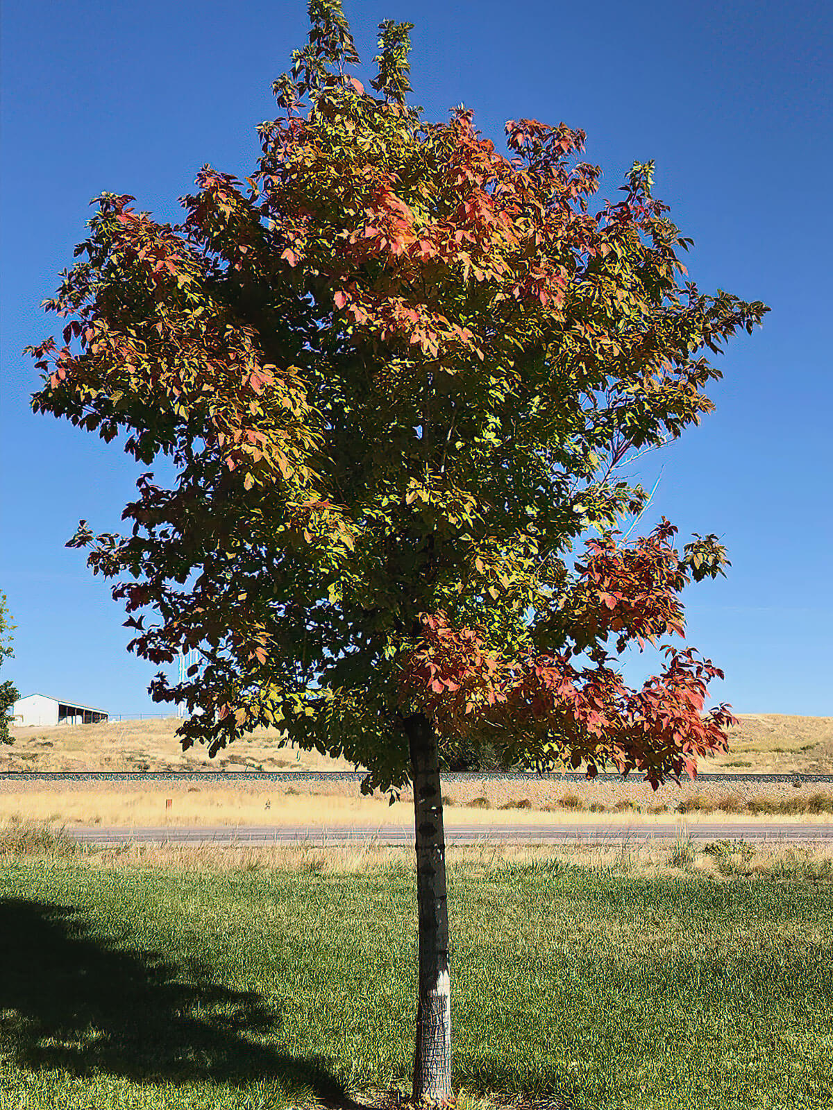 Sensation Boxelder Maple 1.75" B&B