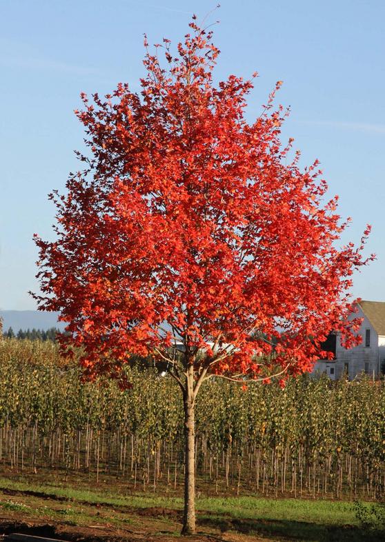 Sienna Glen Maple #10