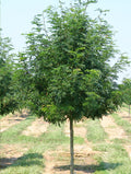 Skyline® Honeylocust #10 1¼"