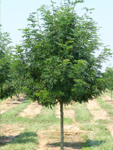 Skyline® Honeylocust #10 1¼"