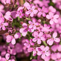 Soapwort, Rock