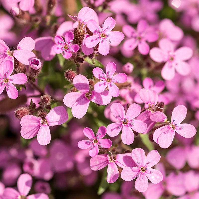 Soapwort, Rock