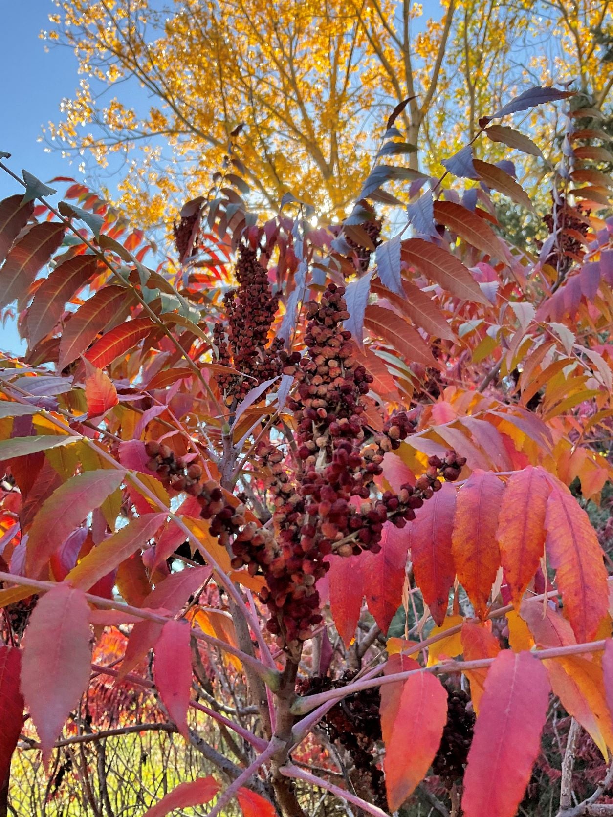 Rocky Mountain Sumac #5 gallon