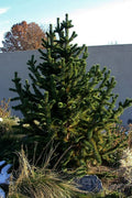 Bristlecone Pine #5